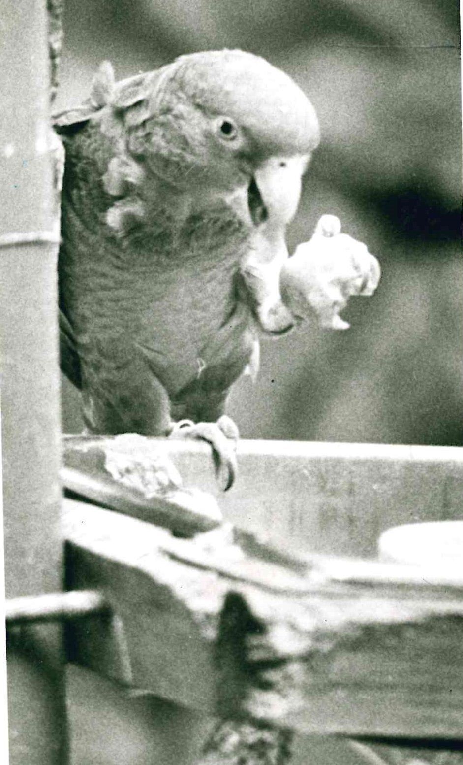 Parrot